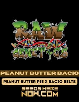 Raw Genetics - Peanut Butter Bacio {REG}Raw Genetics - Peanut Butter Bacio {REG}