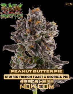 Raw Genetics - Peanut Butter Pie {FEM}Raw Genetics - Peanut Butter Pie {FEM}