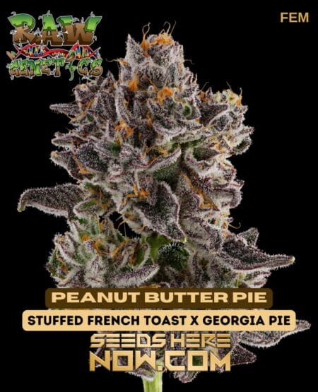 Peanut butter pie (feminized) - raw genetics