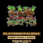 Platinum Paloma (Feminized) - Raw Genetics