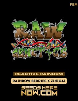 Reactive Rainbow (Feminized) - Raw GeneticsReactive Rainbow (Feminized) - Raw Genetics