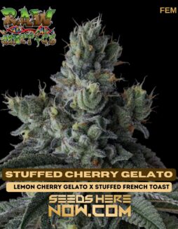 Raw Genetics - Stuffed Cherry Gelato {FEM}Raw Genetics - Stuffed Cherry Gelato {FEM}