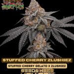 Stuffed Cherry Zlushiez (Feminized) - Raw Genetics