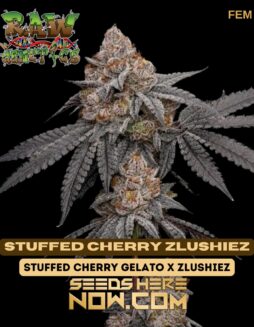 Raw Genetics - Stuffed Cherry Zlushiez {FEM}Raw Genetics - Stuffed Cherry Zlushiez {FEM}