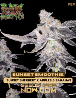 Raw Genetics - Sunset Smoothie {FEM}Raw Genetics - Sunset Smoothie {FEM}