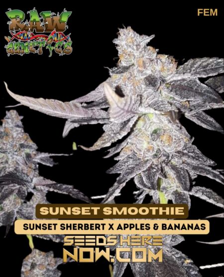 Raw Genetics - Sunset Smoothie {fem}