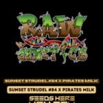 Sunset Strudel #84 X Pirates Milk (Regular) - Raw Genetics