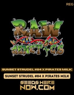 Raw Genetics - Sunset Strudel #84 X Pirates Milk {REG}Raw Genetics - Sunset Strudel #84 X Pirates Milk {reg}