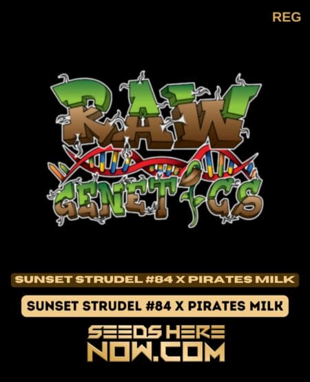 Sunset Strudel #84 X Pirates Milk (Regular) (space) Raw Genetics