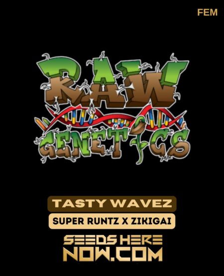 Tasty Wavez (feminized) - Raw Genetics