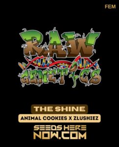 the Shine (feminized) - Raw Genetics