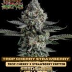 Trop Cherry Strawberry (Regular) - Raw Genetics