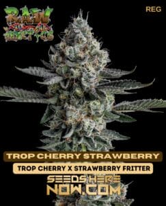 Trop Cherry Strawberry (Regular) - Raw GeneticsTrop Cherry Strawberry (regular) - Raw Genetics