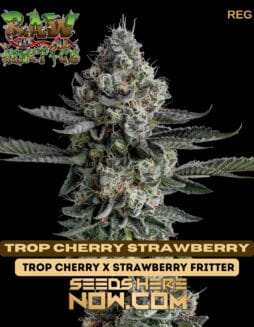 Trop Cherry Strawberry (Regular) - Raw GeneticsTrop Cherry Strawberry (Regular) - Raw Genetics