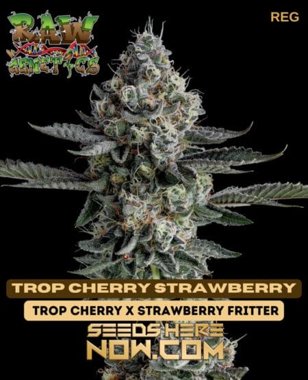 Trop Cherry Strawberry (Regular) (space) Raw Genetics