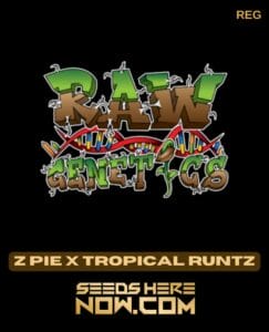 Z Pie X Tropical Runtz (regular) - Raw Genetics