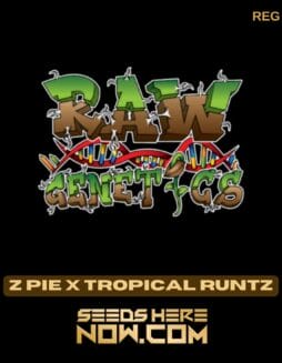 Raw Genetics - Z Pie X Tropical Runtz {REG}Raw Genetics - Z Pie X Tropical Runtz {REG}