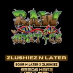 Zlushiez N Later (Feminized) - Raw Genetics