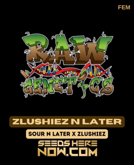 Zlushiez N Later (feminized) - Raw Genetics