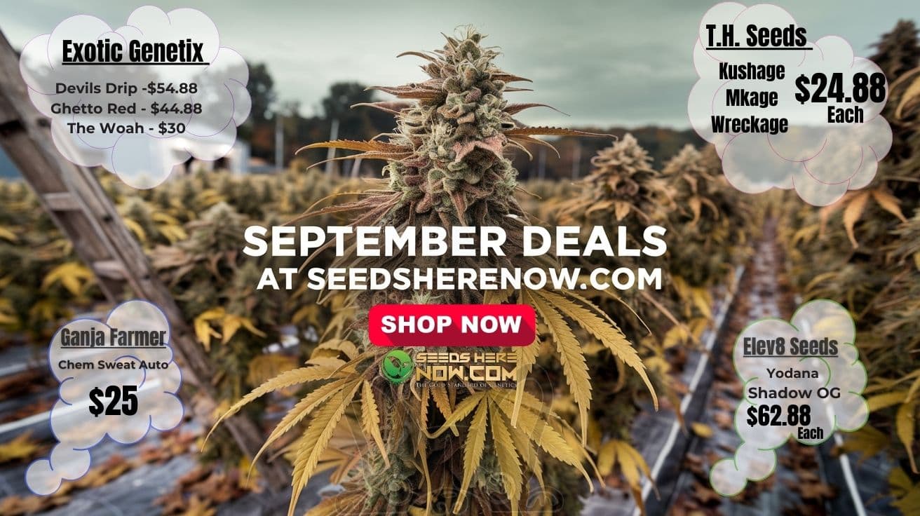 September Deals