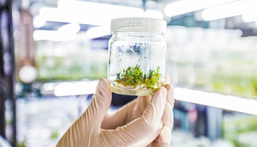 Cannabis Micropropagation: A Complete Guide