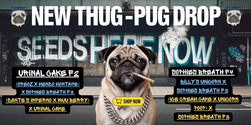 Thug Pug new drop