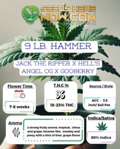9 Lb Hammer Clones - Acc