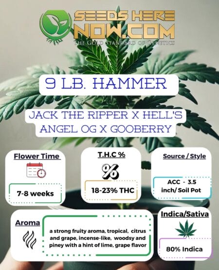 9 Lb Hammer Clones