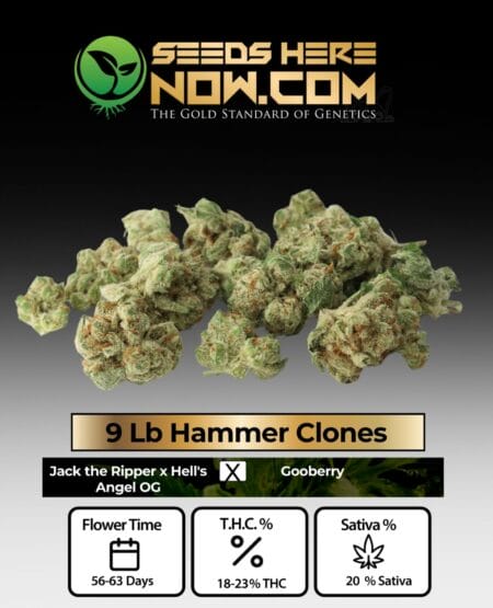 9 Lb Hammer Clones - Acc