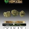 9 lb hammer clones - acc