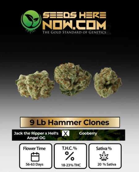 9 Lb Hammer Clones - Acc