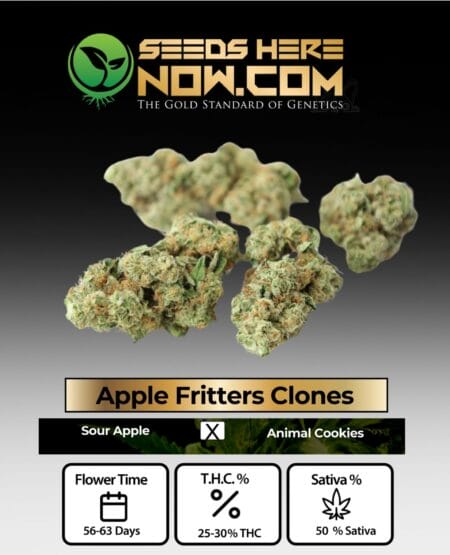 Acc - Apple Fritters Clones