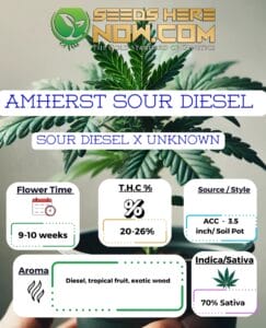 Amherst Sour Diesel Clones- Acc