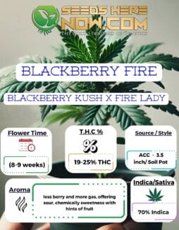 ACC - Blackberry Fire Clones