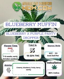Blueberry Muffin Clones - Acc