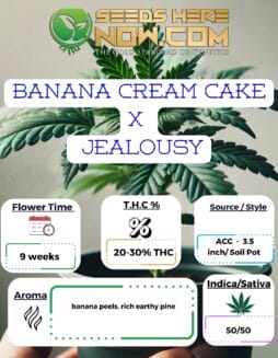 ACC - Banana Cream Cake x Jealousy Clones