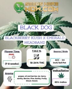 Black Dog Clones - Acc