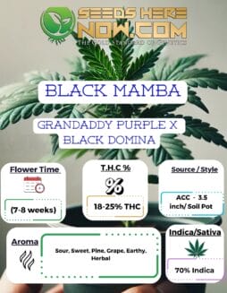 ACC - Black Mamba Clones