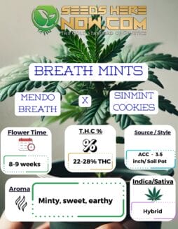 ACC - Breath Mints