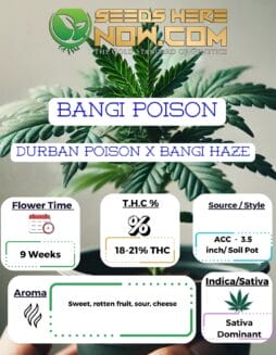 Bangi Poison Clones - ACCBangi Poison Clones - ACC