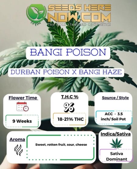 Acc - Bangi Poison Clones