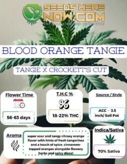 Blood Orange Tangie Clones - ACCBlood Orange Tangie Clones - ACC