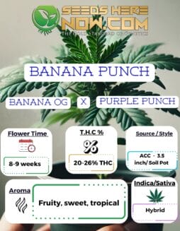 ACC - Banana Punch