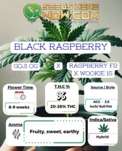 Black Raspberry Clones (space) ACC