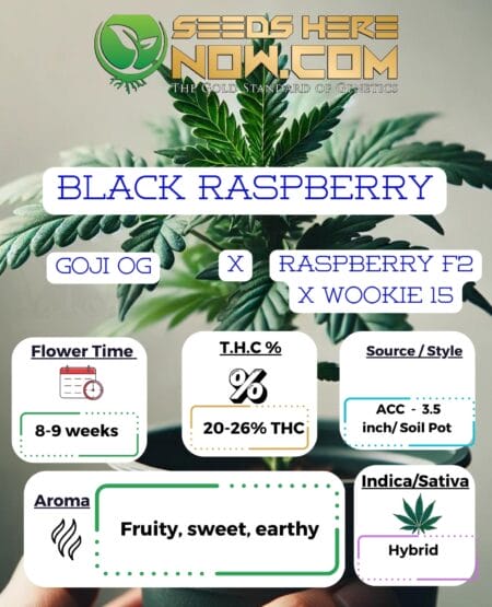 Acc - Black Raspberry