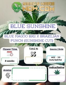 Blue Sunshine Clones - ACCBlue Sunshine Clones - ACC