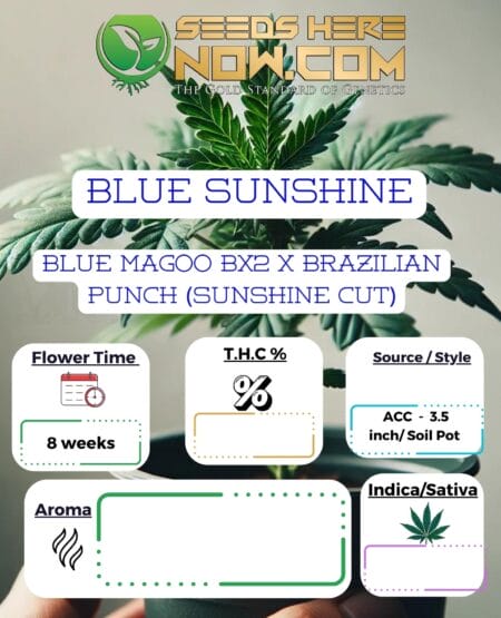 Acc - Blue Sunshine Clones