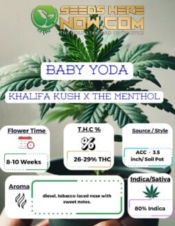 ACC - Baby Yoda Clones