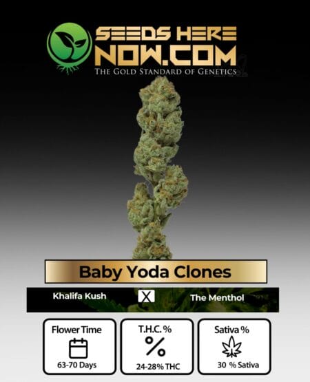 Acc - Baby Yoda Clones