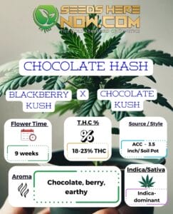 Chocolate Hash Clone - Acc